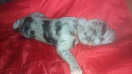 merle female- RESERVED